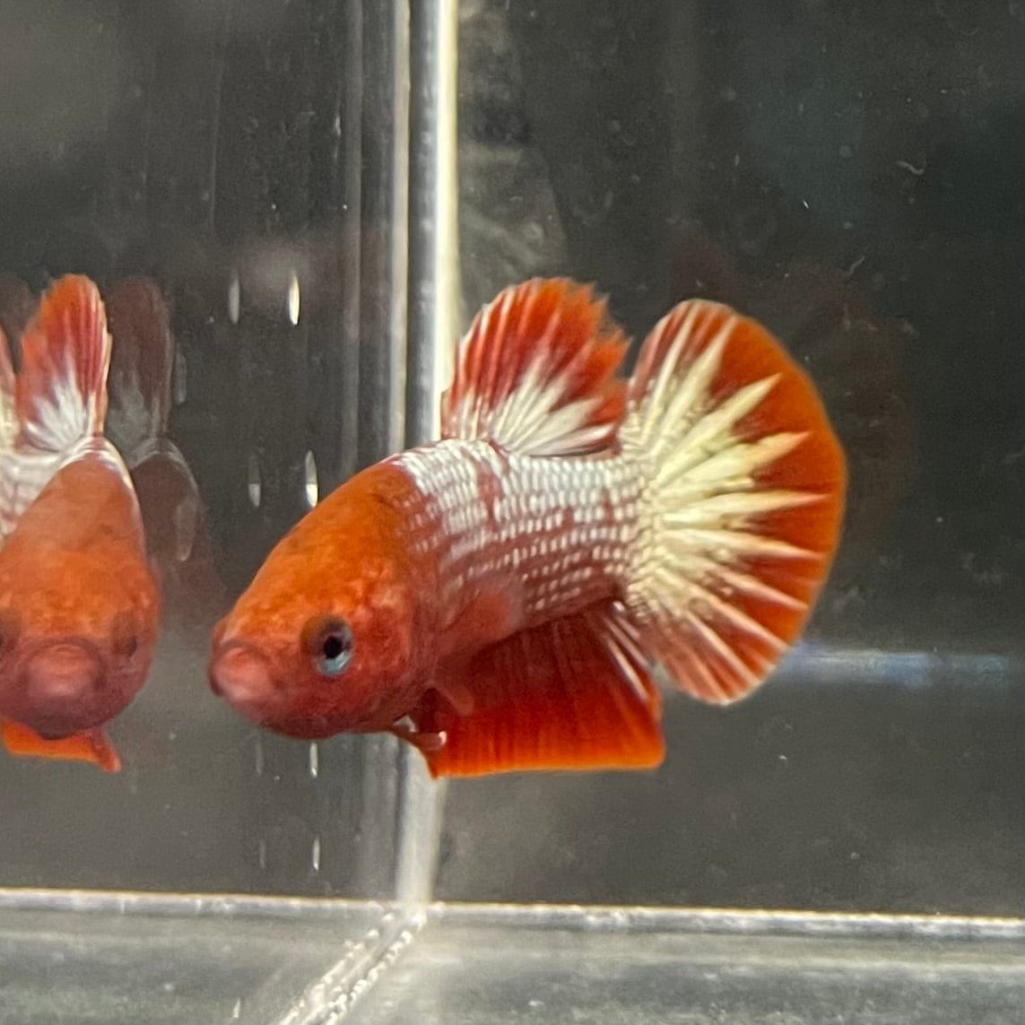 the-fish-farm Premium Male Betta Red Cooper Hellboy Fancy Plakat Betta Male - One Only - 1 Buy this Red Cooper Hellboy Plakat Male Betta - One Only in Australia