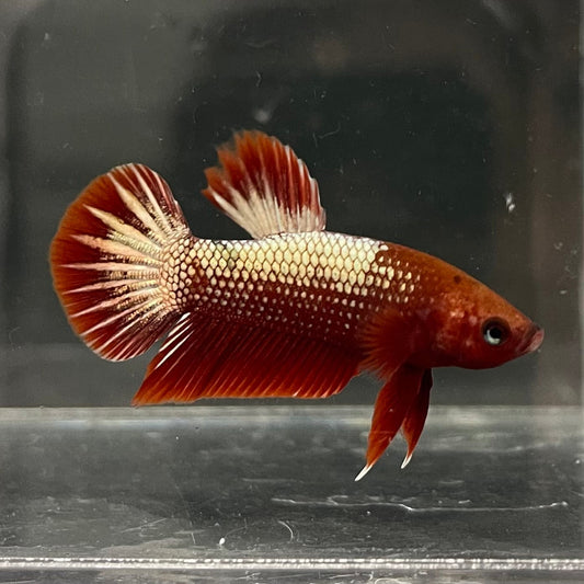 the-fish-farm Premium Male Betta Red Cooper Hellboy Fancy Plakat Betta Male - One Only - 1 Buy this Red Cooper Hellboy Plakat Male Betta - One Only in Australia