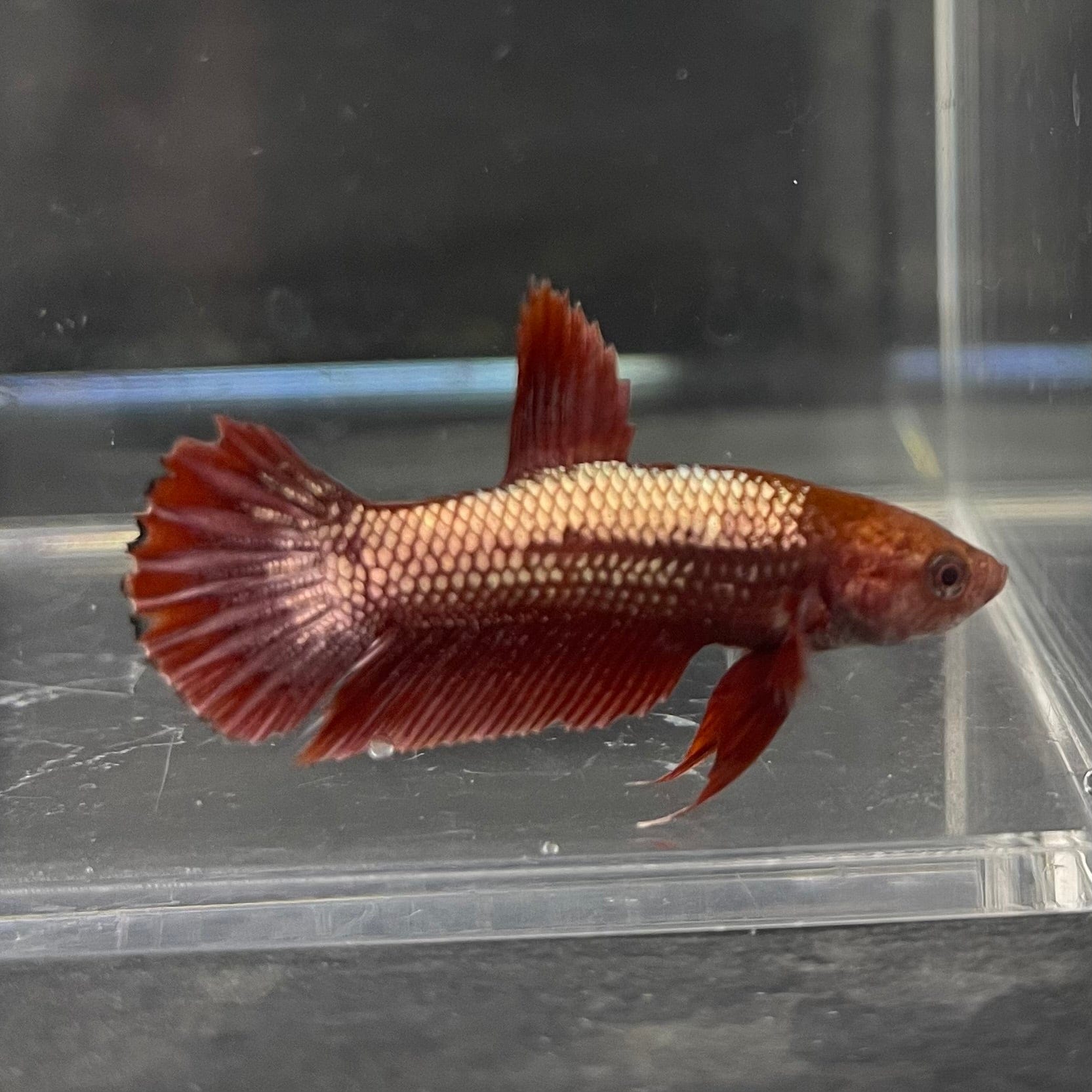 the-fish-farm Premium Male Betta Red Cooper Hellboy Fancy Plakat Betta Male - One Only - 1 Buy this Red Cooper Hellboy Plakat Male Betta - One Only in Australia