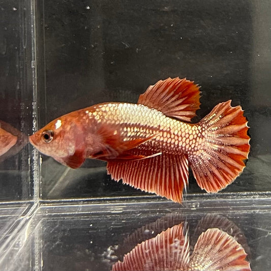 the-fish-farm Premium Male Betta Red Cooper Hellboy Fancy Plakat Betta Male - One Only - 1 Buy this Red Cooper Hellboy Plakat Male Betta - One Only in Australia