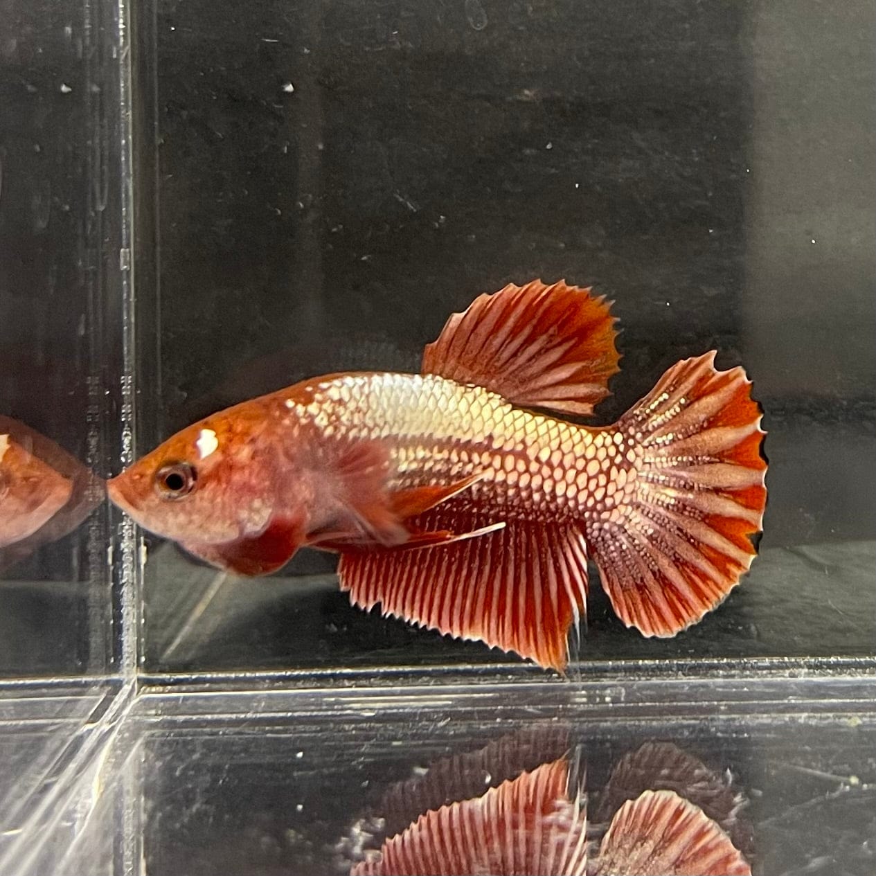 the-fish-farm Premium Male Betta Red Cooper Hellboy Fancy Plakat Betta Male - One Only - 1 Buy this Red Cooper Hellboy Plakat Male Betta - One Only in Australia