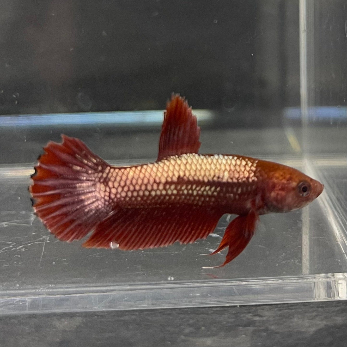 the-fish-farm Premium Male Betta Red Cooper Hellboy Fancy Plakat Betta Male - One Only - 1 Buy this Red Cooper Hellboy Plakat Male Betta - One Only in Australia