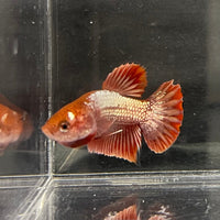 the-fish-farm Premium Male Betta Red Cooper Hellboy Fancy Plakat Betta Male - One Only - 1 Buy this Red Cooper Hellboy Plakat Male Betta - One Only in Australia