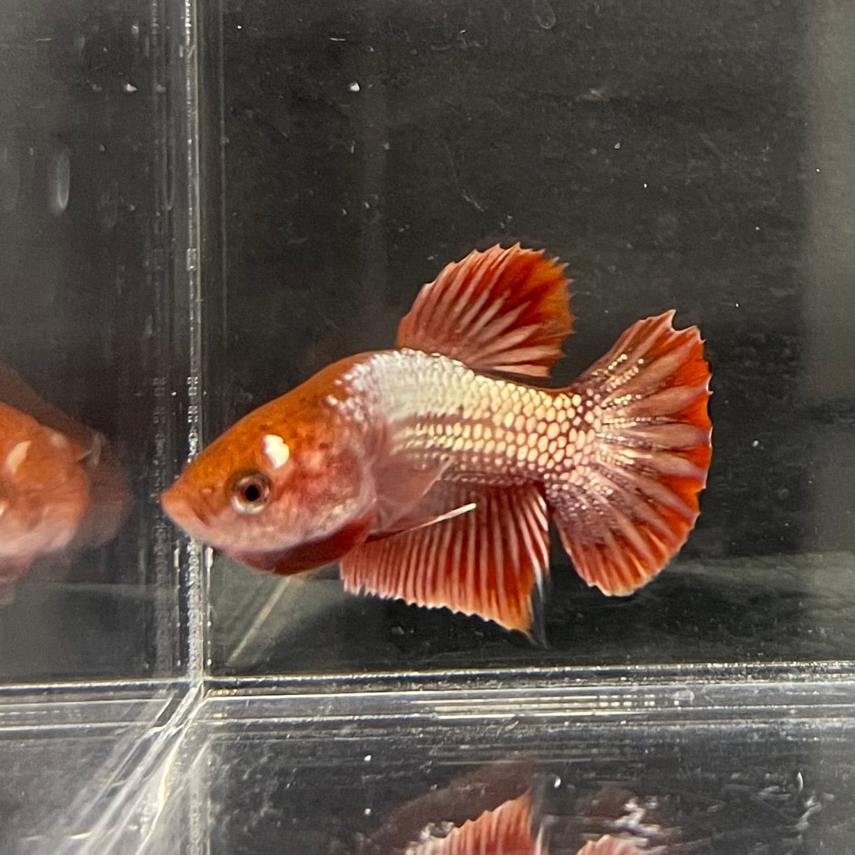 the-fish-farm Premium Male Betta Red Cooper Hellboy Fancy Plakat Betta Male - One Only - 1 Buy this Red Cooper Hellboy Plakat Male Betta - One Only in Australia