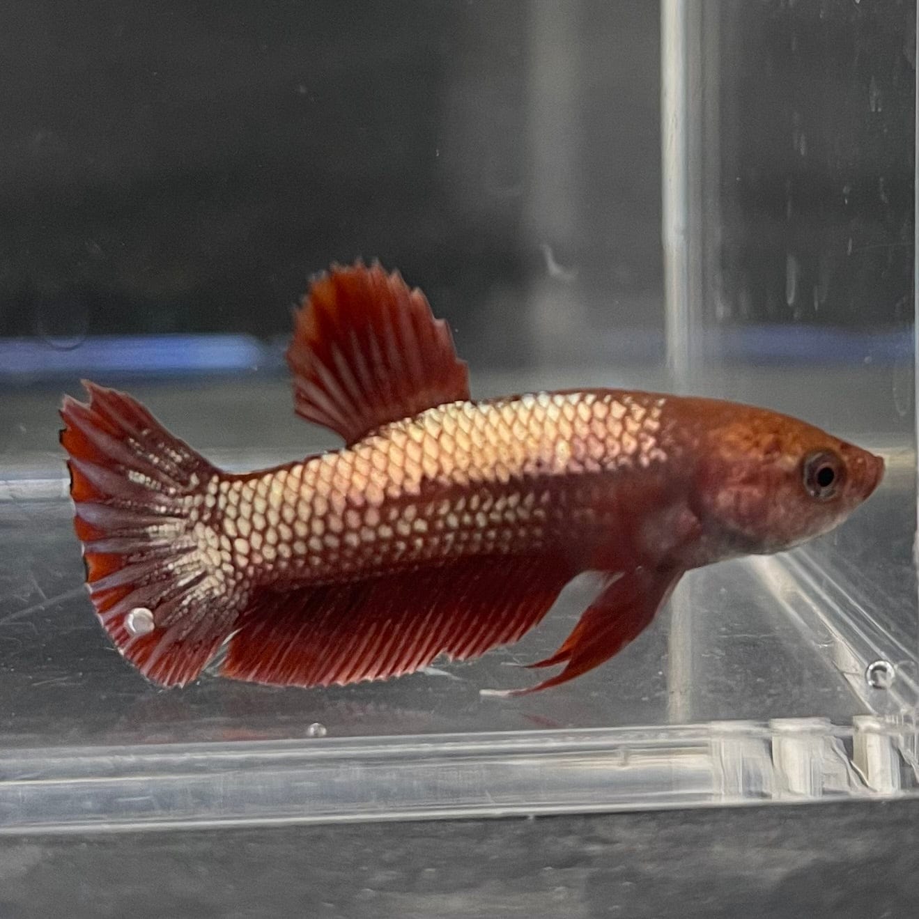 the-fish-farm Premium Male Betta Red Cooper Hellboy Fancy Plakat Betta Male - One Only - 1 Buy this Red Cooper Hellboy Plakat Male Betta - One Only in Australia
