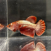 the-fish-farm Premium Male Betta Red Cooper Hellboy Fancy Plakat Betta Male - One Only - 1 Buy this Red Cooper Hellboy Plakat Male Betta - One Only in Australia