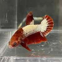 the-fish-farm Premium Male Betta Red Cooper Hellboy Fancy Plakat Betta Male - One Only - 2 Buy this Red Cooper Hellboy Plakat Male Betta - One Only in Australia