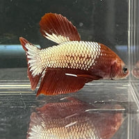 the-fish-farm Premium Male Betta Red Cooper Hellboy Fancy Plakat Betta Male - One Only - 2 Buy this Red Cooper Hellboy Plakat Male Betta - One Only in Australia