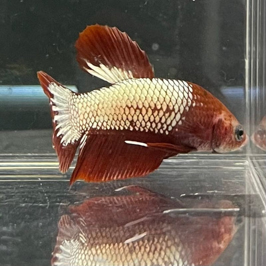 the-fish-farm Premium Male Betta Red Cooper Hellboy Fancy Plakat Betta Male - One Only - 2 Buy this Red Cooper Hellboy Plakat Male Betta - One Only in Australia
