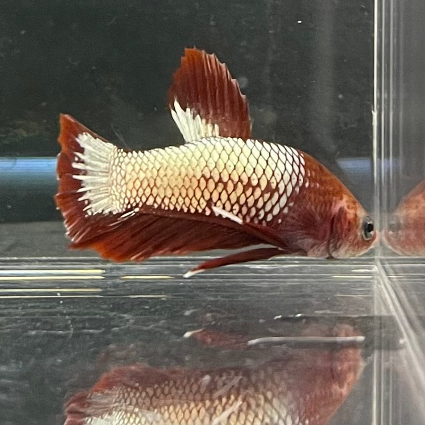 the-fish-farm Premium Male Betta Red Cooper Hellboy Fancy Plakat Betta Male - One Only - 2 Buy this Red Cooper Hellboy Plakat Male Betta - One Only in Australia