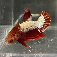 the-fish-farm Premium Male Betta Red Cooper Hellboy Fancy Plakat Betta Male - One Only - 2 Buy this Red Cooper Hellboy Plakat Male Betta - One Only in Australia