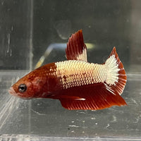 the-fish-farm Premium Male Betta Red Cooper Hellboy Fancy Plakat Betta Male - One Only - 2 Buy this Red Cooper Hellboy Plakat Male Betta - One Only in Australia