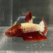 the-fish-farm Premium Male Betta Red Cooper Hellboy Fancy Plakat Betta Male - One Only - 2 Buy this Red Cooper Hellboy Plakat Male Betta - One Only in Australia