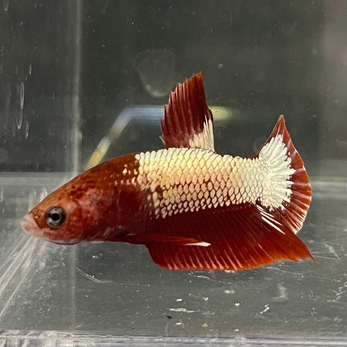 the-fish-farm Premium Male Betta Red Cooper Hellboy Fancy Plakat Betta Male - One Only - 2 Buy this Red Cooper Hellboy Plakat Male Betta - One Only in Australia