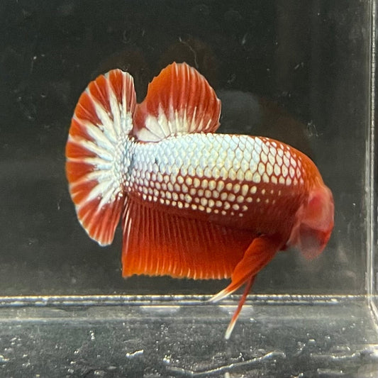 the-fish-farm Premium Male Betta Red Cooper Hellboy Fancy Plakat Betta Male - One Only - 3 Buy this Red Cooper Hellboy Plakat Male Betta - One Only in Australia