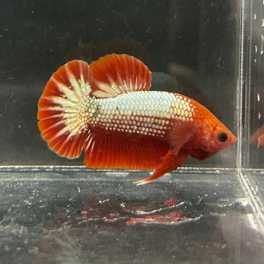 the-fish-farm Premium Male Betta Red Cooper Hellboy Fancy Plakat Betta Male - One Only - 3 Buy this Red Cooper Hellboy Plakat Male Betta - One Only in Australia