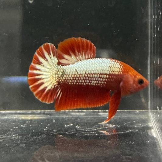 the-fish-farm Premium Male Betta Red Cooper Hellboy Fancy Plakat Betta Male - One Only - 3 Buy this Red Cooper Hellboy Plakat Male Betta - One Only in Australia