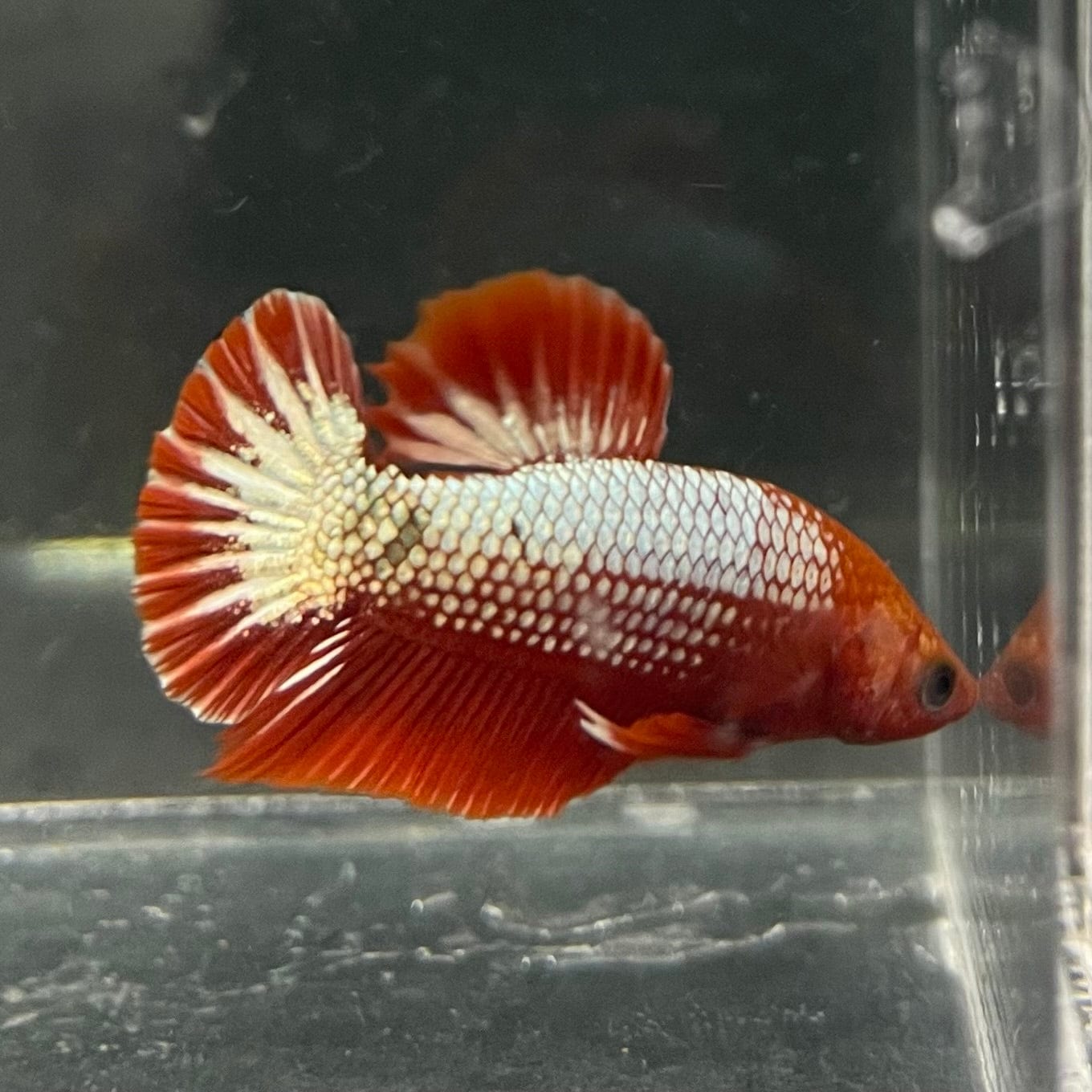 the-fish-farm Premium Male Betta Red Cooper Hellboy Fancy Plakat Betta Male - One Only - 3 Buy this Red Cooper Hellboy Plakat Male Betta - One Only in Australia