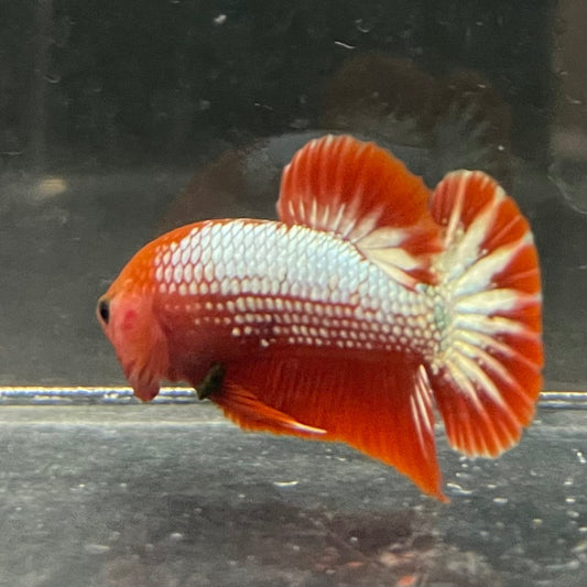 the-fish-farm Premium Male Betta Red Cooper Hellboy Fancy Plakat Betta Male - One Only - 3 Buy this Red Cooper Hellboy Plakat Male Betta - One Only in Australia