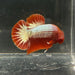 the-fish-farm Premium Male Betta Red Cooper Hellboy Fancy Plakat Betta Male - One Only - 3 Buy this Red Cooper Hellboy Plakat Male Betta - One Only in Australia