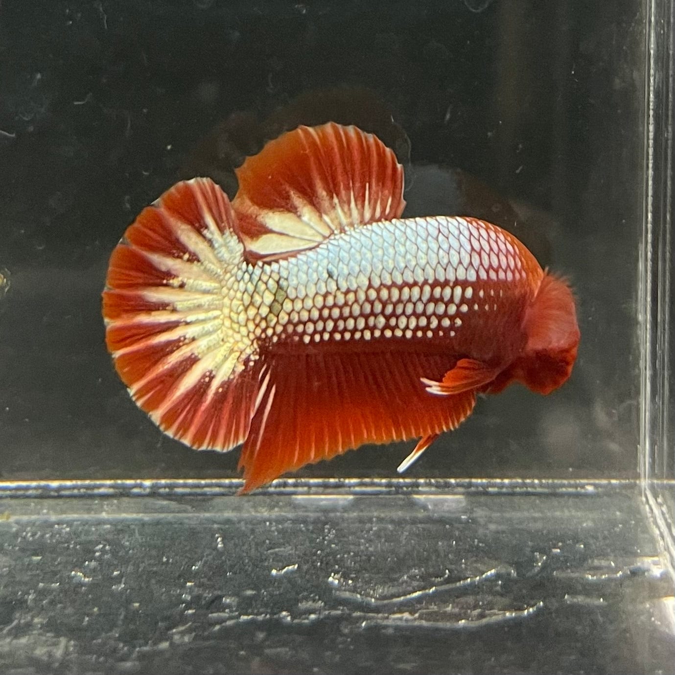 the-fish-farm Premium Male Betta Red Cooper Hellboy Fancy Plakat Betta Male - One Only - 3 Buy this Red Cooper Hellboy Plakat Male Betta - One Only in Australia