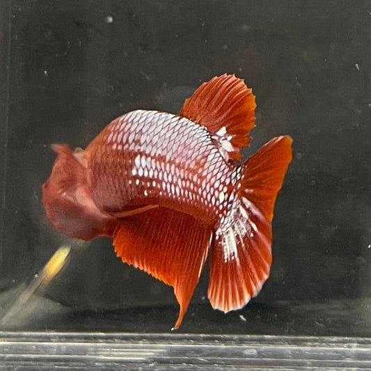 the-fish-farm Premium Male Betta Red Cooper Hellboy Fancy Plakat Betta Male - One Only - 3 Buy this Red Cooper Hellboy Plakat Male Betta - One Only in Australia