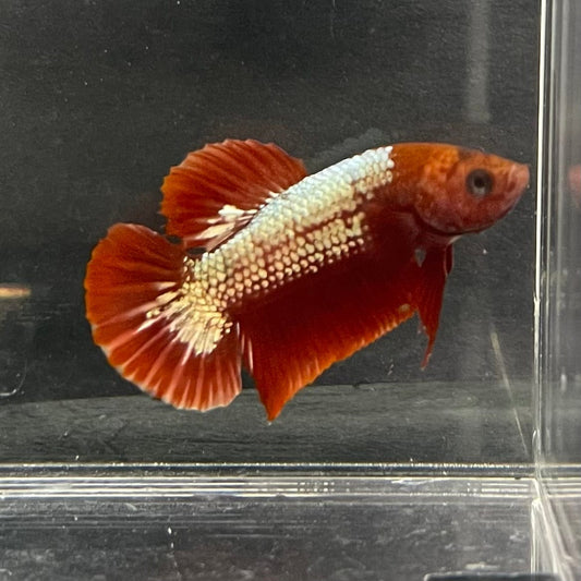 the-fish-farm Premium Male Betta Red Cooper Hellboy Fancy Plakat Betta Male - One Only - 3 Buy this Red Cooper Hellboy Plakat Male Betta - One Only in Australia