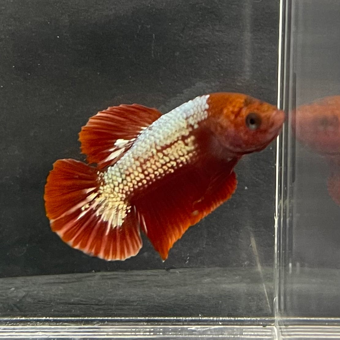 the-fish-farm Premium Male Betta Red Cooper Hellboy Fancy Plakat Betta Male - One Only - 3 Buy this Red Cooper Hellboy Plakat Male Betta - One Only in Australia