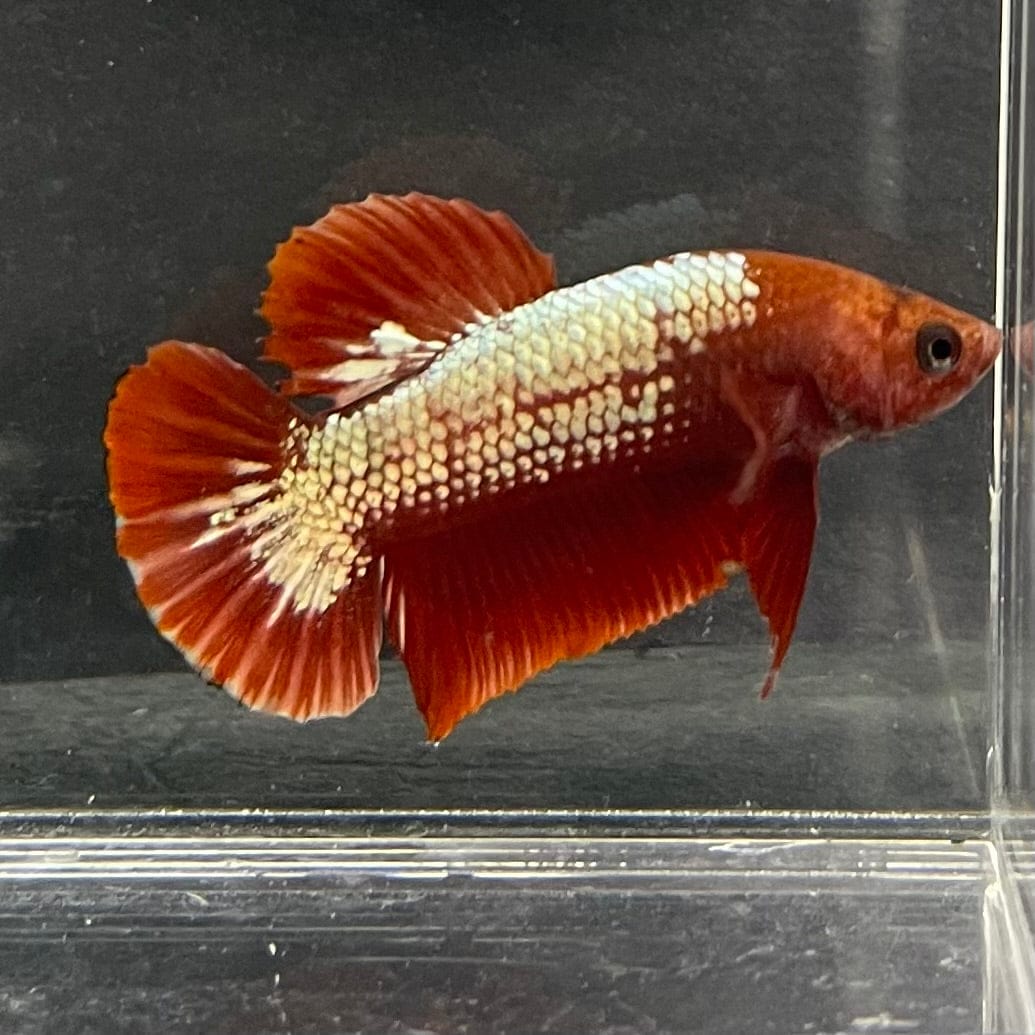 the-fish-farm Premium Male Betta Red Cooper Hellboy Fancy Plakat Betta Male - One Only - 3 Buy this Red Cooper Hellboy Plakat Male Betta - One Only in Australia