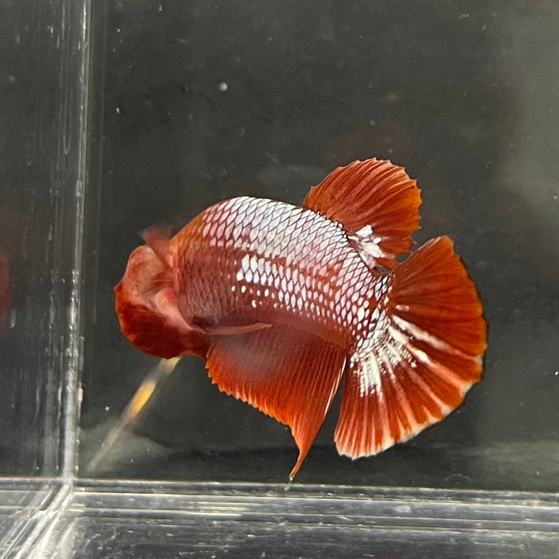 the-fish-farm Premium Male Betta Red Cooper Hellboy Fancy Plakat Betta Male - One Only - 3 Buy this Red Cooper Hellboy Plakat Male Betta - One Only in Australia