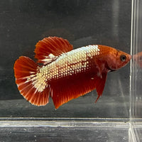 the-fish-farm Premium Male Betta Red Cooper Hellboy Fancy Plakat Betta Male - One Only - 3 Buy this Red Cooper Hellboy Plakat Male Betta - One Only in Australia
