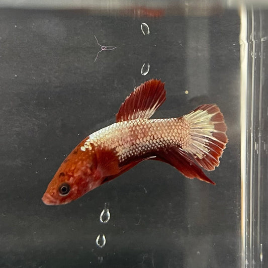 the-fish-farm Premium Male Betta Red Cooper Hellboy Fancy Plakat Betta Male - One Only - 4 Buy this Red Cooper Hellboy Plakat Male Betta - One Only in Australia