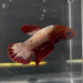 the-fish-farm Premium Male Betta Red Cooper Hellboy Fancy Plakat Betta Male - One Only - 4 Buy this Red Cooper Hellboy Plakat Male Betta - One Only in Australia