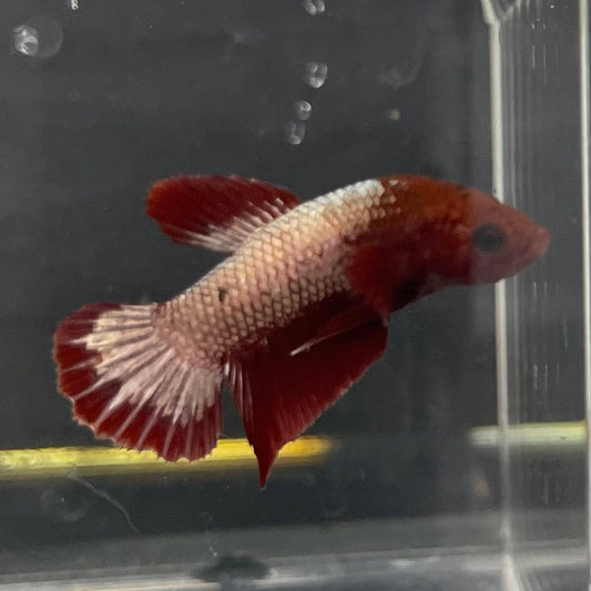 the-fish-farm Premium Male Betta Red Cooper Hellboy Fancy Plakat Betta Male - One Only - 4 Buy this Red Cooper Hellboy Plakat Male Betta - One Only in Australia