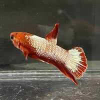 the-fish-farm Premium Male Betta Red Cooper Hellboy Fancy Plakat Betta Male - One Only - 4 Buy this Red Cooper Hellboy Plakat Male Betta - One Only in Australia