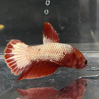 the-fish-farm Premium Male Betta Red Cooper Hellboy Fancy Plakat Betta Male - One Only - 4 Buy this Red Cooper Hellboy Plakat Male Betta - One Only in Australia