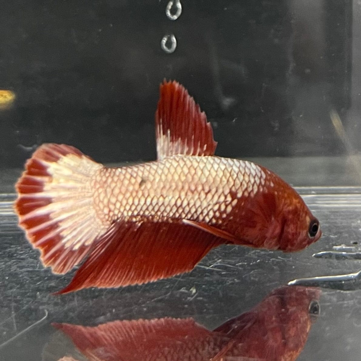 the-fish-farm Premium Male Betta Red Cooper Hellboy Fancy Plakat Betta Male - One Only - 4 Buy this Red Cooper Hellboy Plakat Male Betta - One Only in Australia