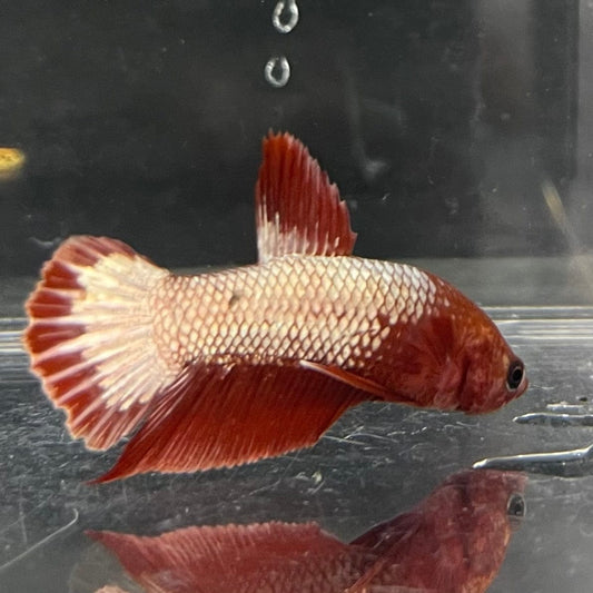 the-fish-farm Premium Male Betta Red Cooper Hellboy Fancy Plakat Betta Male - One Only - 4 Buy this Red Cooper Hellboy Plakat Male Betta - One Only in Australia