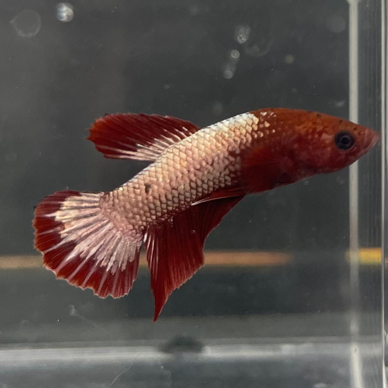 the-fish-farm Premium Male Betta Red Cooper Hellboy Fancy Plakat Betta Male - One Only - 4 Buy this Red Cooper Hellboy Plakat Male Betta - One Only in Australia