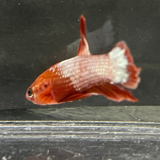 the-fish-farm Premium Male Betta Red Cooper Hellboy Fancy Plakat Betta Male - One Only - 4 Buy this Red Cooper Hellboy Plakat Male Betta - One Only in Australia