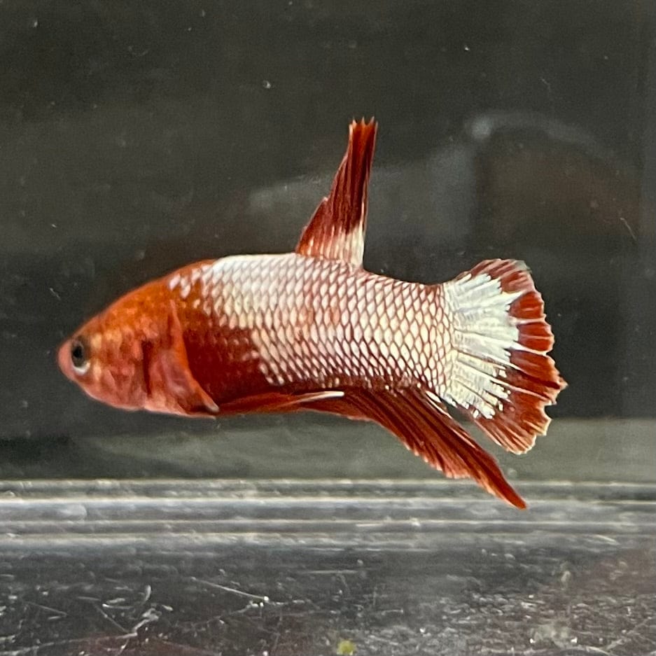 the-fish-farm Premium Male Betta Red Cooper Hellboy Fancy Plakat Betta Male - One Only - 4 Buy this Red Cooper Hellboy Plakat Male Betta - One Only in Australia