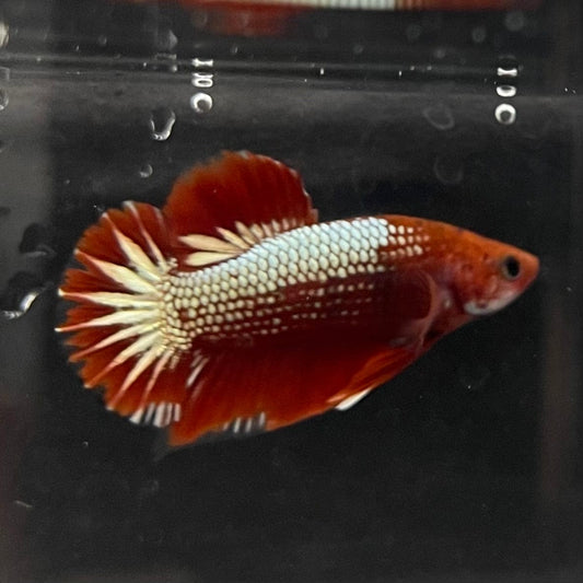 the-fish-farm Premium Male Betta Red Cooper Hellboy Fancy Plakat Betta Male - One Only - 5 Buy this Red Cooper Hellboy Plakat Male Betta - One Only in Australia