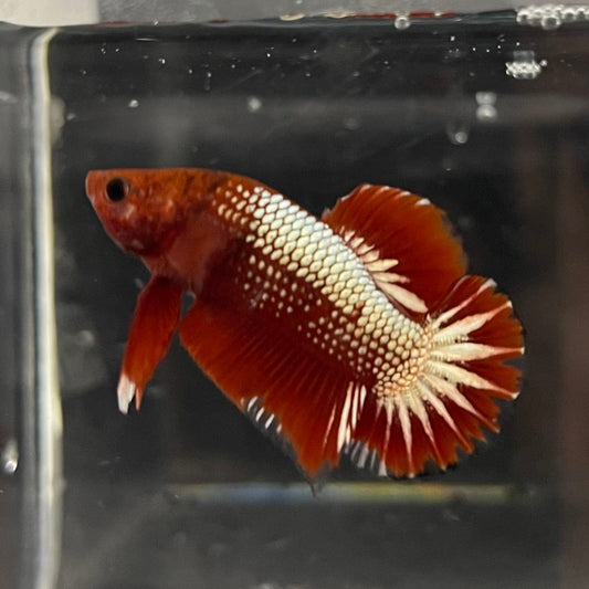 the-fish-farm Premium Male Betta Red Cooper Hellboy Fancy Plakat Betta Male - One Only - 5 Buy this Red Cooper Hellboy Plakat Male Betta - One Only in Australia