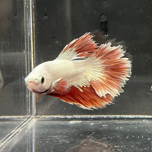 the-fish-farm Premium Male Betta Red Dragon Premium Male Betta - One Only - 1 Shop for Red Dragon Male Bettas at The Fish Farm Australia