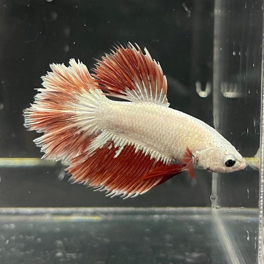 the-fish-farm Premium Male Betta Red Dragon Premium Male Betta - One Only - 1 Shop for Red Dragon Male Bettas at The Fish Farm Australia