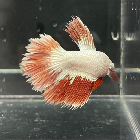 the-fish-farm Premium Male Betta Red Dragon Premium Male Betta - One Only - 1 Shop for Red Dragon Male Bettas at The Fish Farm Australia