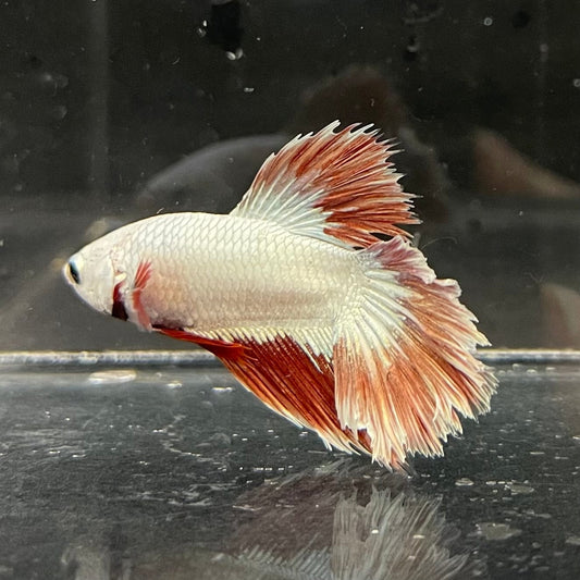 the-fish-farm Premium Male Betta Red Dragon Premium Male Betta - One Only - 1 Shop for Red Dragon Male Bettas at The Fish Farm Australia