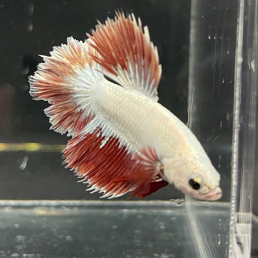 the-fish-farm Premium Male Betta Red Dragon Premium Male Betta - One Only - 1 Shop for Red Dragon Male Bettas at The Fish Farm Australia