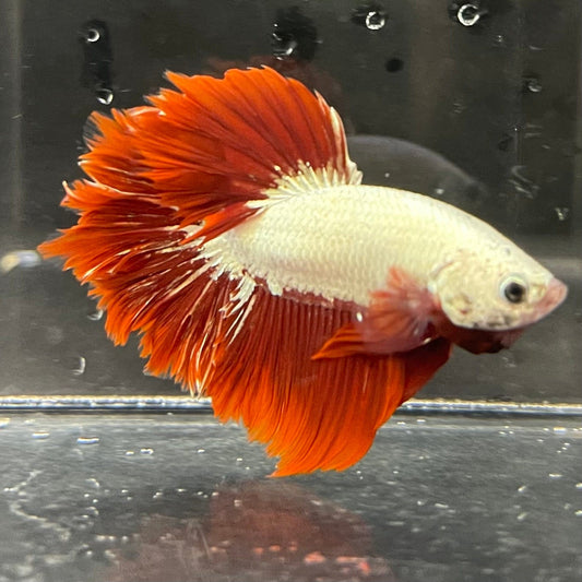 the-fish-farm Premium Male Betta Red Dragon Premium Male Betta - One Only - 2 Shop for Red Dragon Male Bettas at The Fish Farm Australia