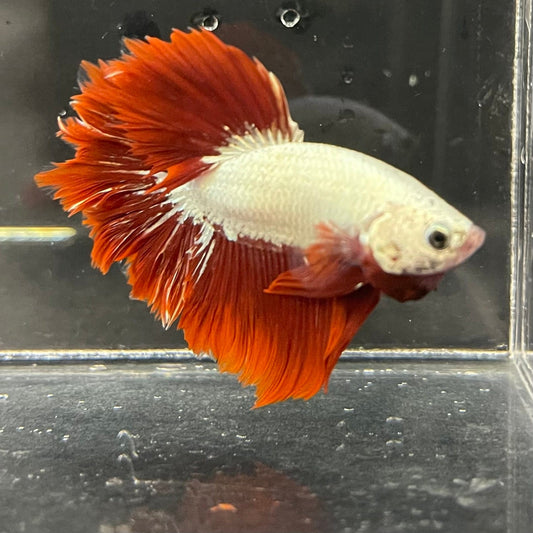 the-fish-farm Premium Male Betta Red Dragon Premium Male Betta - One Only - 2 Shop for Red Dragon Male Bettas at The Fish Farm Australia